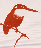 Kōtare cover image for v. 3. n. 2.